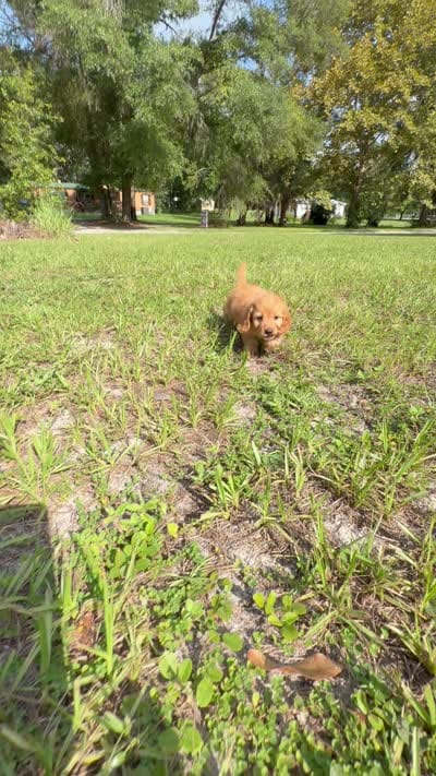 Carly, a female Poodle - Toy  and Miniature Dachshund for sale in O Brien, FL – 3 of 3