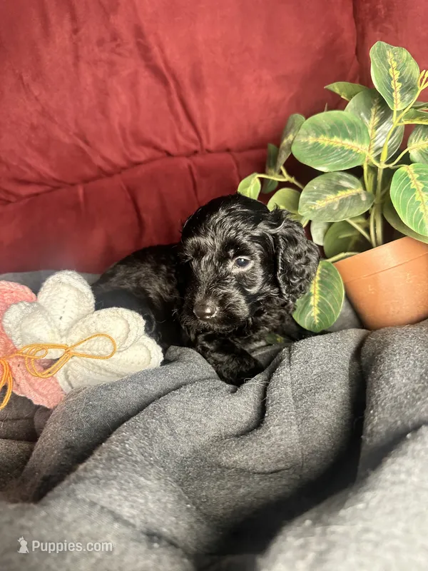 Candy – Poodle - Toy , Miniature Dachshund puppy for sale in O Brien, FL