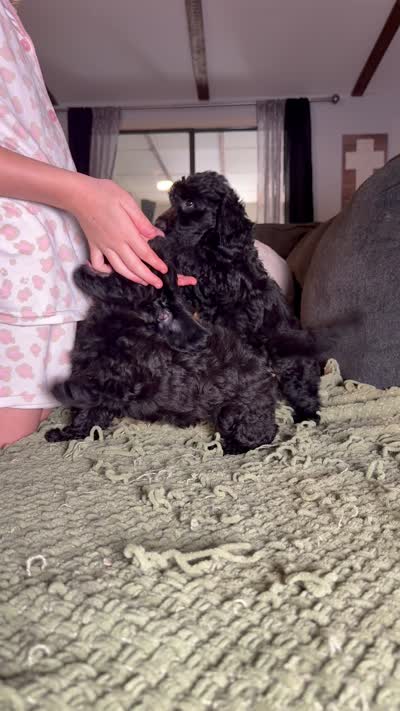 Cash, a male Poodle - Toy  and Miniature Dachshund for sale in O Brien, FL – 5 of 5
