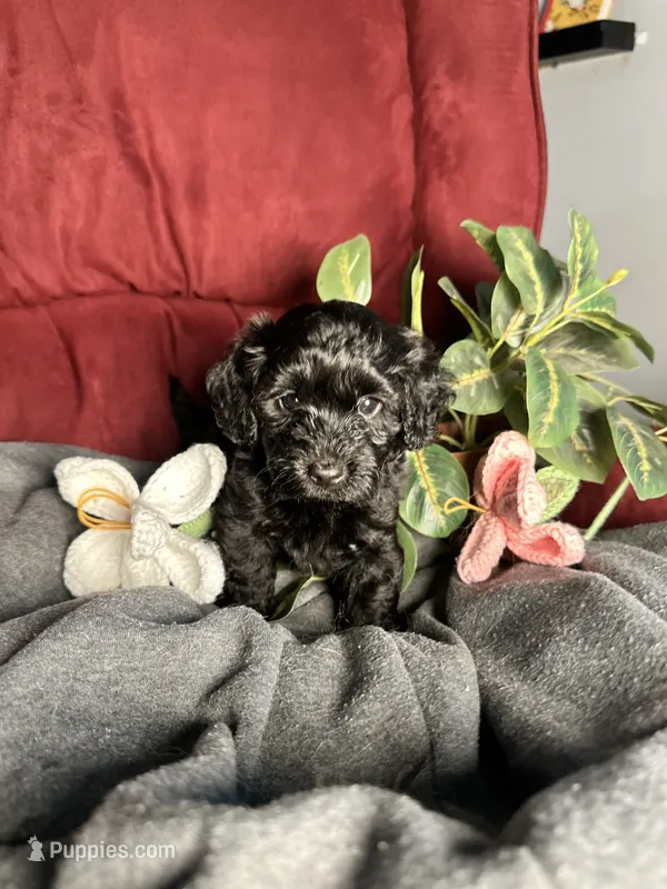 Clara – Poodle - Toy , Miniature Dachshund puppy for sale in O Brien, FL