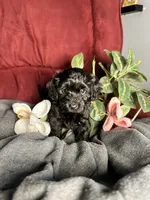 Clara, a female Poodle - Toy  and Miniature Dachshund for sale in O Brien, FL – 1 of 6