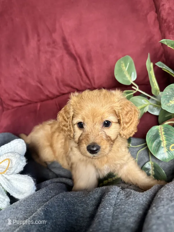 Clover – Poodle - Toy , Miniature Dachshund puppy for sale in O Brien, FL