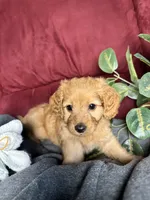 Clover, a female Poodle - Toy  and Miniature Dachshund for sale in O Brien, FL – 1 of 4