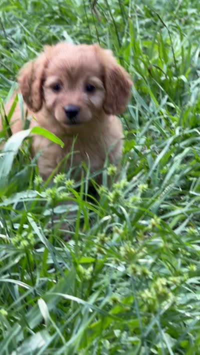 Carly, a female Poodle - Toy  and Miniature Dachshund for sale in O Brien, FL – 2 of 3