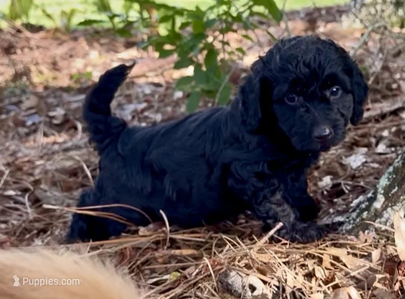 Candy – Poodle - Toy , Miniature Dachshund puppy for sale in O Brien, FL