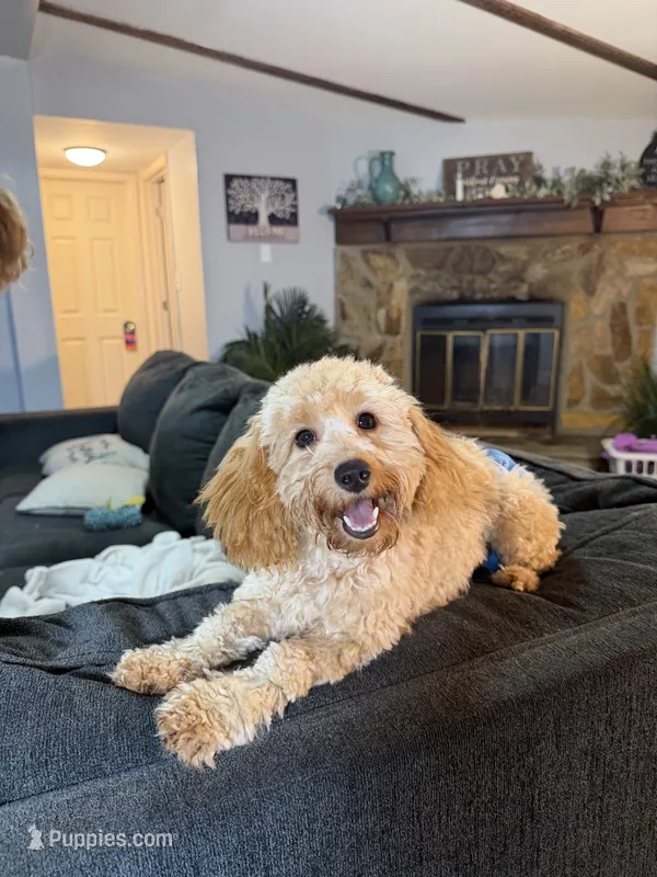 Ellie – Poodle - Toy , Miniature Dachshund puppy for sale in O Brien, FL