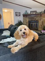 Ellie, a female Poodle - Toy  and Miniature Dachshund for sale in O Brien, FL – 1 of 2