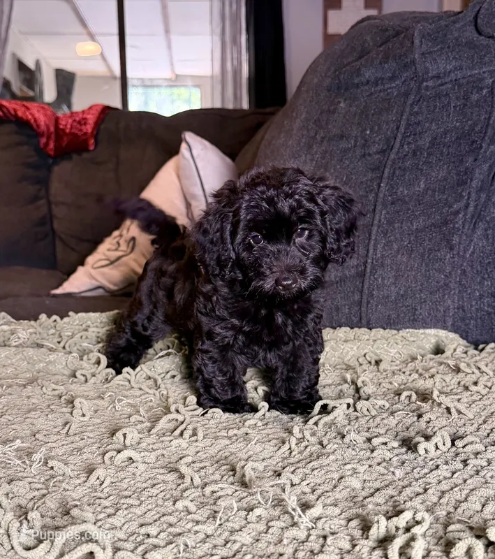 Cash – Poodle - Toy , Miniature Dachshund puppy for sale in O Brien, FL