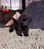 Cash, a male Poodle - Toy  and Miniature Dachshund for sale in O Brien, FL – 1 of 5