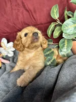 Clover, a female Poodle - Toy  and Miniature Dachshund for sale in O Brien, FL – 4 of 4
