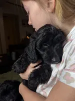 Clara, a female Poodle - Toy  and Miniature Dachshund for sale in O Brien, FL – 2 of 4