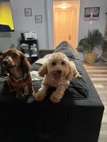 Ellie, a female Poodle - Toy  and Miniature Dachshund for sale in O Brien, FL – 2 of 2