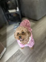 Lexie Ready now!, a female Poodle - Toy  and Miniature Dachshund for sale in O Brien, FL – Photo 3 of 8