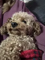 Lexie Ready now!, a female Poodle - Toy  and Miniature Dachshund for sale in O Brien, FL – Photo 5 of 8