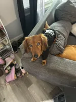 Lexie Ready now!, a female Poodle - Toy  and Miniature Dachshund for sale in O Brien, FL – Photo 6 of 8