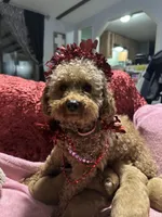 Lexie Ready now!, a female Poodle - Toy  and Miniature Dachshund for sale in O Brien, FL – Photo 7 of 8