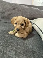 Lexie Ready now!, a female Poodle - Toy  and Miniature Dachshund for sale in O Brien, FL – Photo 1 of 8