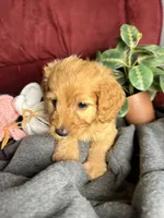 Clover, a female Poodle - Toy  and Miniature Dachshund for sale in O Brien, FL – 2 of 4