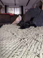 Cash, a male Poodle - Toy  and Miniature Dachshund for sale in O Brien, FL – 4 of 5