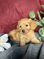 Clover, a female Poodle - Toy  and Miniature Dachshund for sale in O Brien, FL – 3 of 4