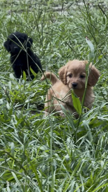 Carly – Poodle - Toy , Miniature Dachshund puppy for sale in O Brien, FL