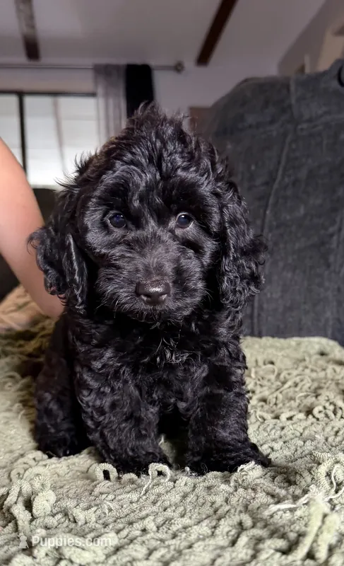 Clara – Poodle - Toy , Miniature Dachshund puppy for sale in O Brien, FL