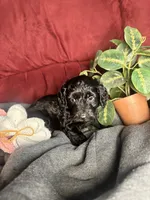 Candy, a female Poodle - Toy  and Miniature Dachshund for sale in O Brien, FL – 2 of 3