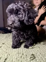 Cash, a male Poodle - Toy  and Miniature Dachshund for sale in O Brien, FL – 2 of 5
