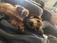 Ellie Ready now!, a female Poodle - Toy  and Miniature Dachshund for sale in O Brien, FL – Photo 2 of 6