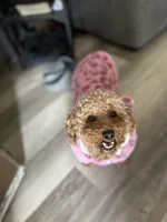 Ellie Ready now!, a female Poodle - Toy  and Miniature Dachshund for sale in O Brien, FL – Photo 4 of 6