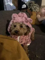 Ellie Ready now!, a female Poodle - Toy  and Miniature Dachshund for sale in O Brien, FL – Photo 5 of 6