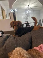 Ellie Ready now!, a female Poodle - Toy  and Miniature Dachshund for sale in O Brien, FL – Photo 3 of 6