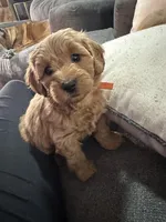 Ellie Ready now!, a female Poodle - Toy  and Miniature Dachshund for sale in O Brien, FL – Photo 1 of 6