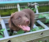 Mosey, a female Chesapeake Bay Retriever for sale in Blooming Prairie, MN – 3 of 3