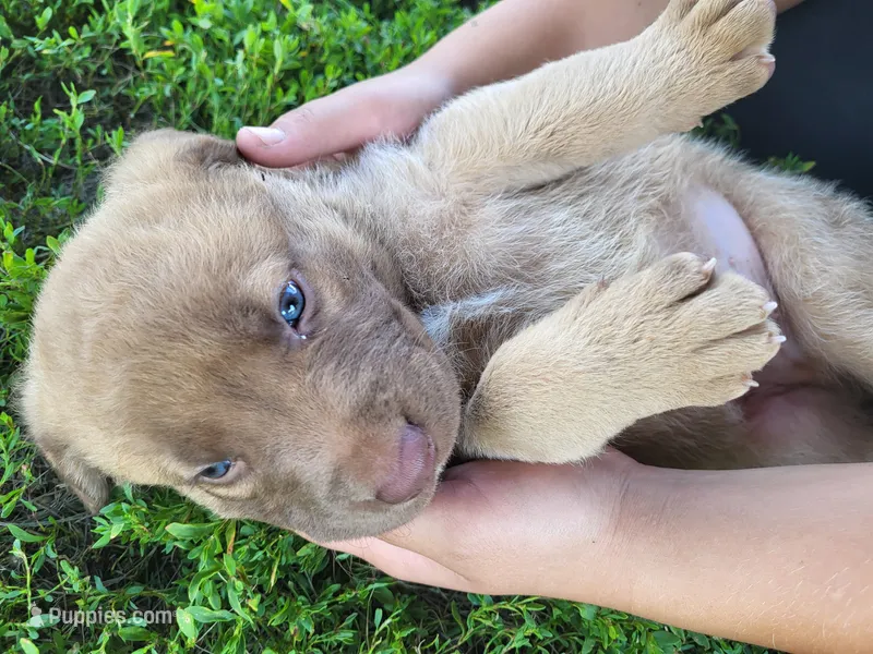 Marsh – Chesapeake Bay Retriever puppy for sale in Blooming Prairie, MN