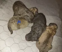 Lt Brown F, a female Chesapeake Bay Retriever for sale in Blooming Prairie, MN – 1 of 1