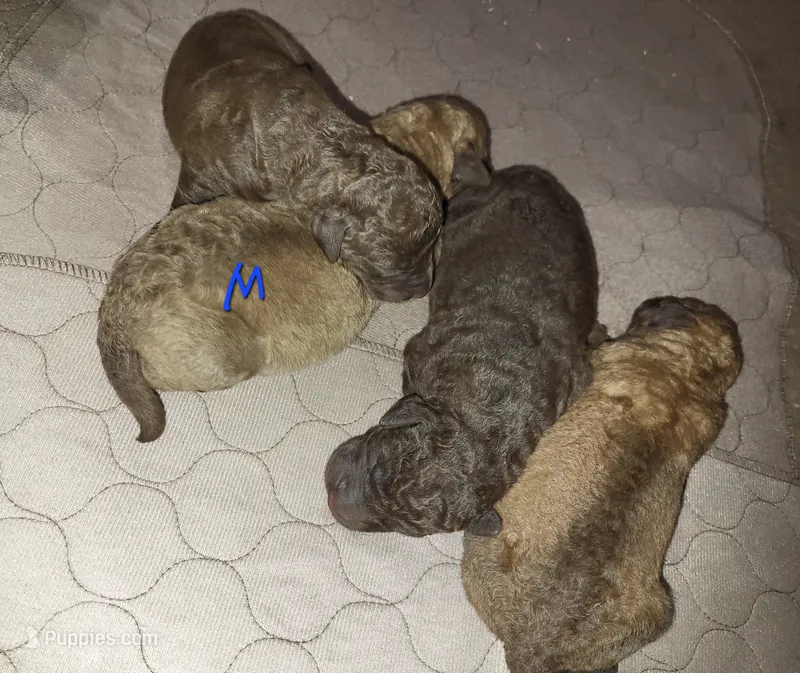 Sedge Female – Chesapeake Bay Retriever puppy for sale in Blooming Prairie, MN