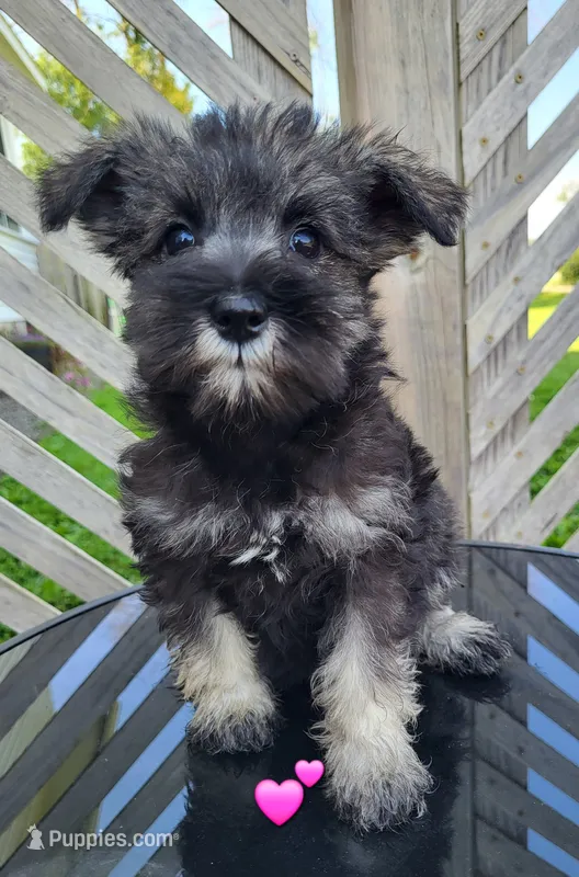 Gemi – Miniature Schnauzer puppy for sale in Blooming Prairie, MN