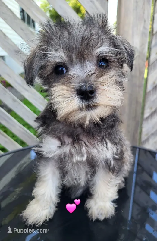 Diamond  – Miniature Schnauzer puppy for sale in Blooming Prairie, MN