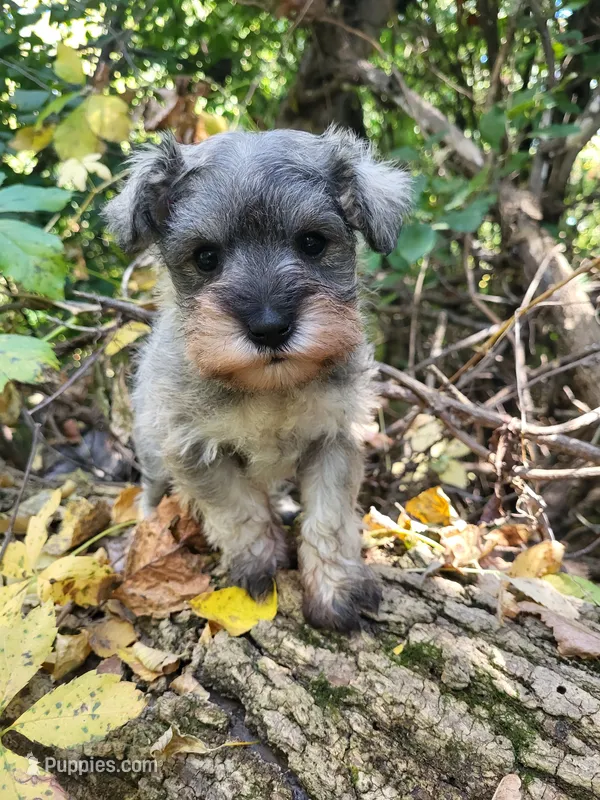 Ritter – Miniature Schnauzer puppy for sale in Blooming Prairie, MN