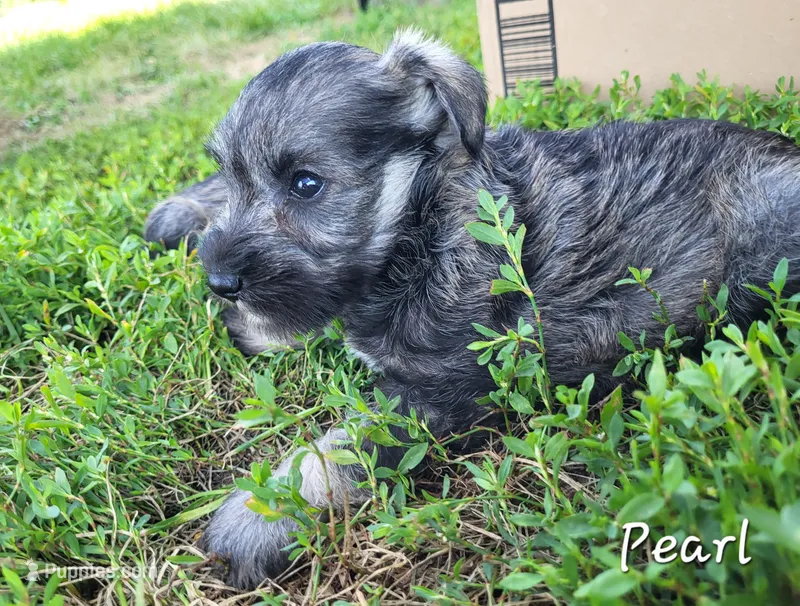 Pearl – Miniature Schnauzer puppy for sale in Blooming Prairie, MN