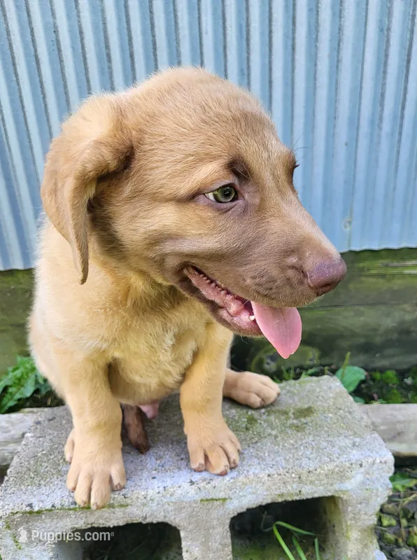 Marsh – Chesapeake Bay Retriever puppy for sale in Blooming Prairie, MN