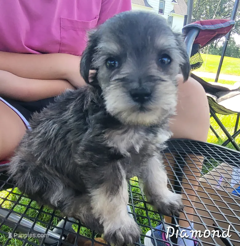 Diamond  – Miniature Schnauzer puppy for sale in Blooming Prairie, MN