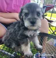 Diamond , a female Miniature Schnauzer for sale in Blooming Prairie, MN – 1 of 1