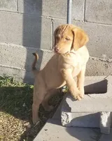 Puppies Coming, a  Chesapeake Bay Retriever for sale in Blooming Prairie, MN – Photo 4 of 7