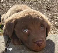 Puppies Coming, a  Chesapeake Bay Retriever for sale in Blooming Prairie, MN – Photo 5 of 7