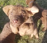 Puppies Coming, a  Chesapeake Bay Retriever for sale in Blooming Prairie, MN – Photo 2 of 7
