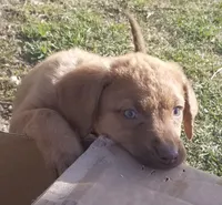 Puppies Coming, a  Chesapeake Bay Retriever for sale in Blooming Prairie, MN – Photo 3 of 7