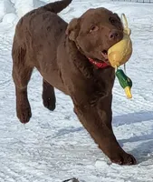 Puppies Coming, a  Chesapeake Bay Retriever for sale in Blooming Prairie, MN – Photo 7 of 7