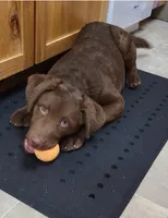 Puppies Coming, a  Chesapeake Bay Retriever for sale in Blooming Prairie, MN – Photo 6 of 7